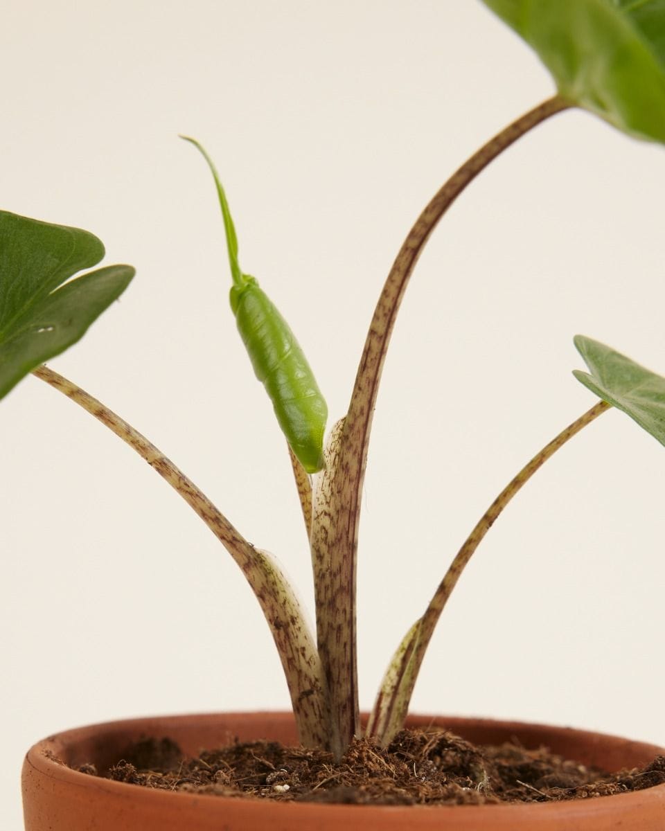Baby Alocasia Elephant Ears Stingray