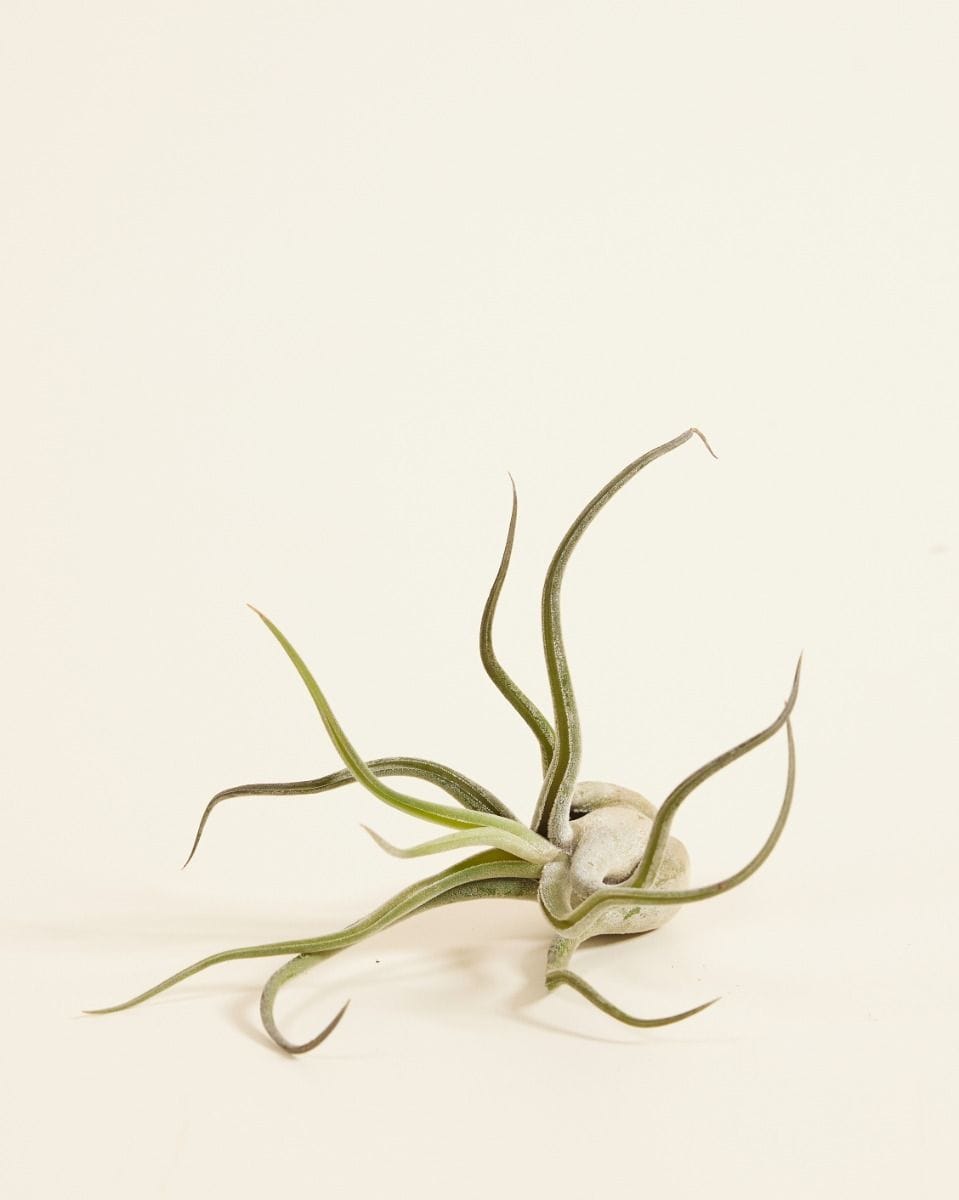 Baby Tillandsia Air plant Caput Medusae (no shell)