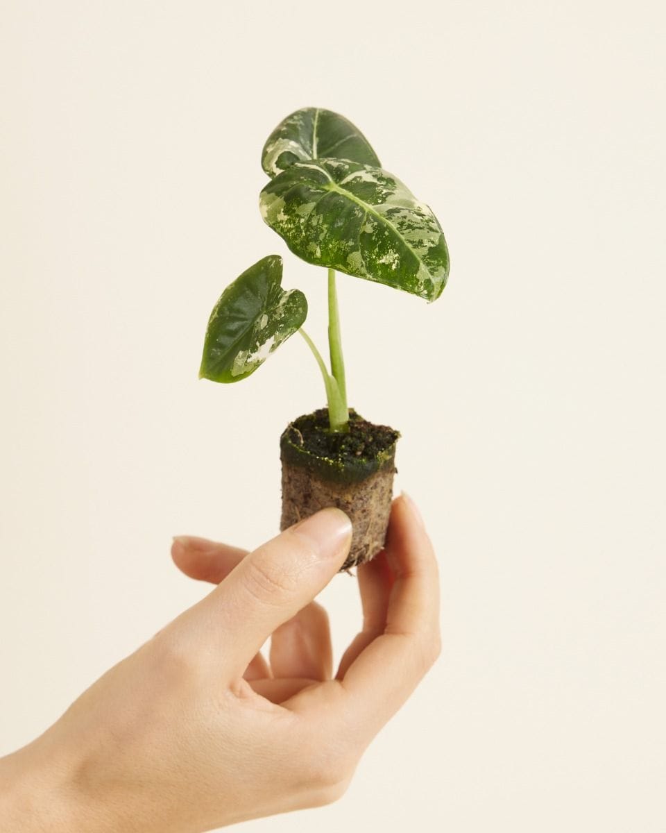 Baby Alocasia Elephant Ears Frydek Variegata