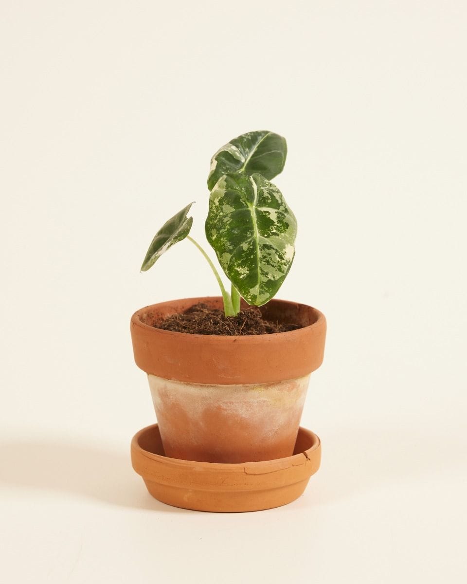 Baby Alocasia Elephant Ears Frydek Variegata