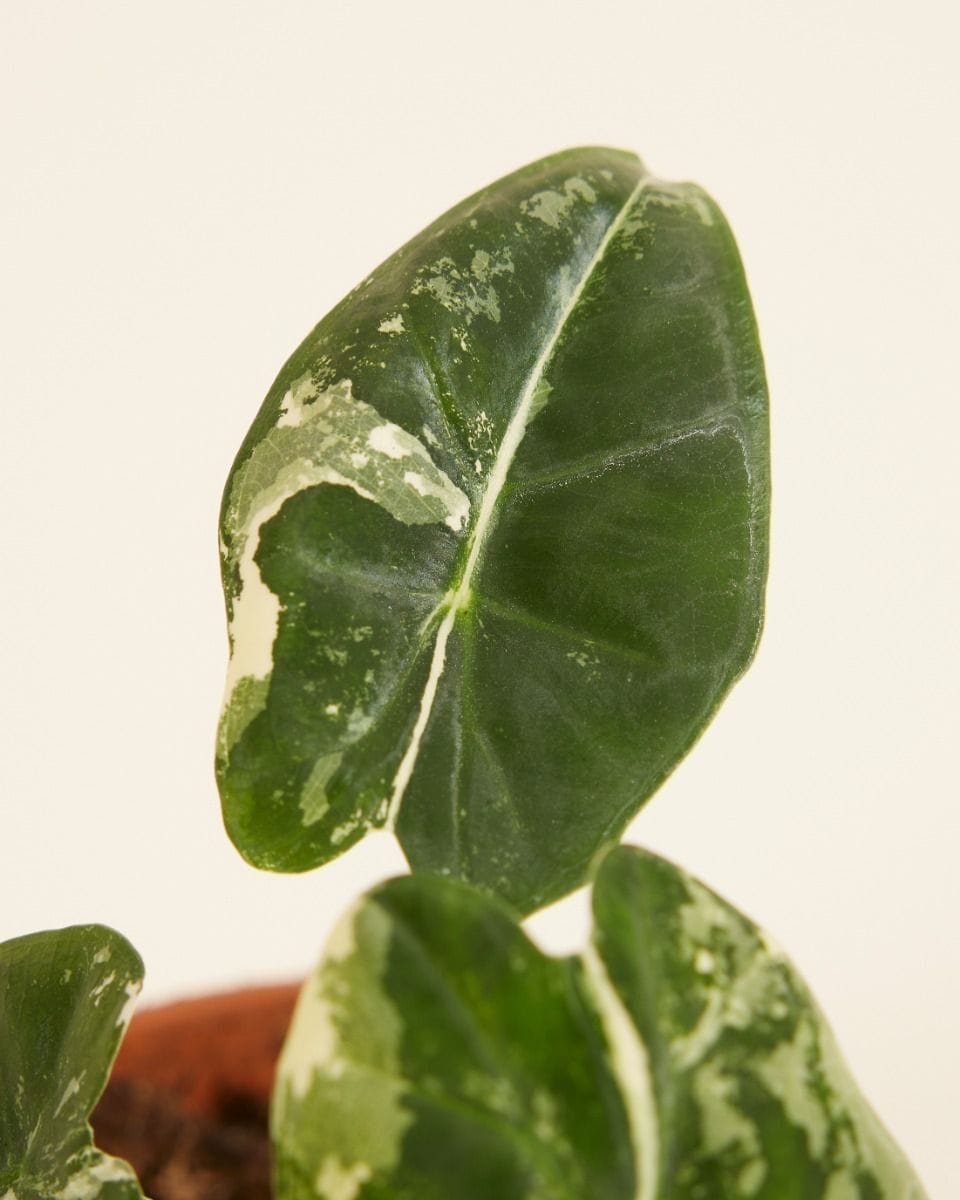 Baby Alocasia Elephant Ears Frydek Variegata
