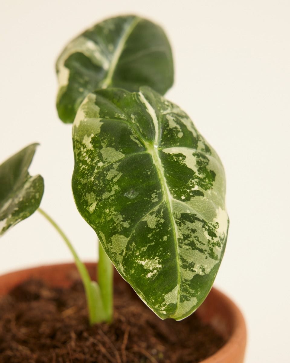 Baby Alocasia Elephant Ears Frydek Variegata