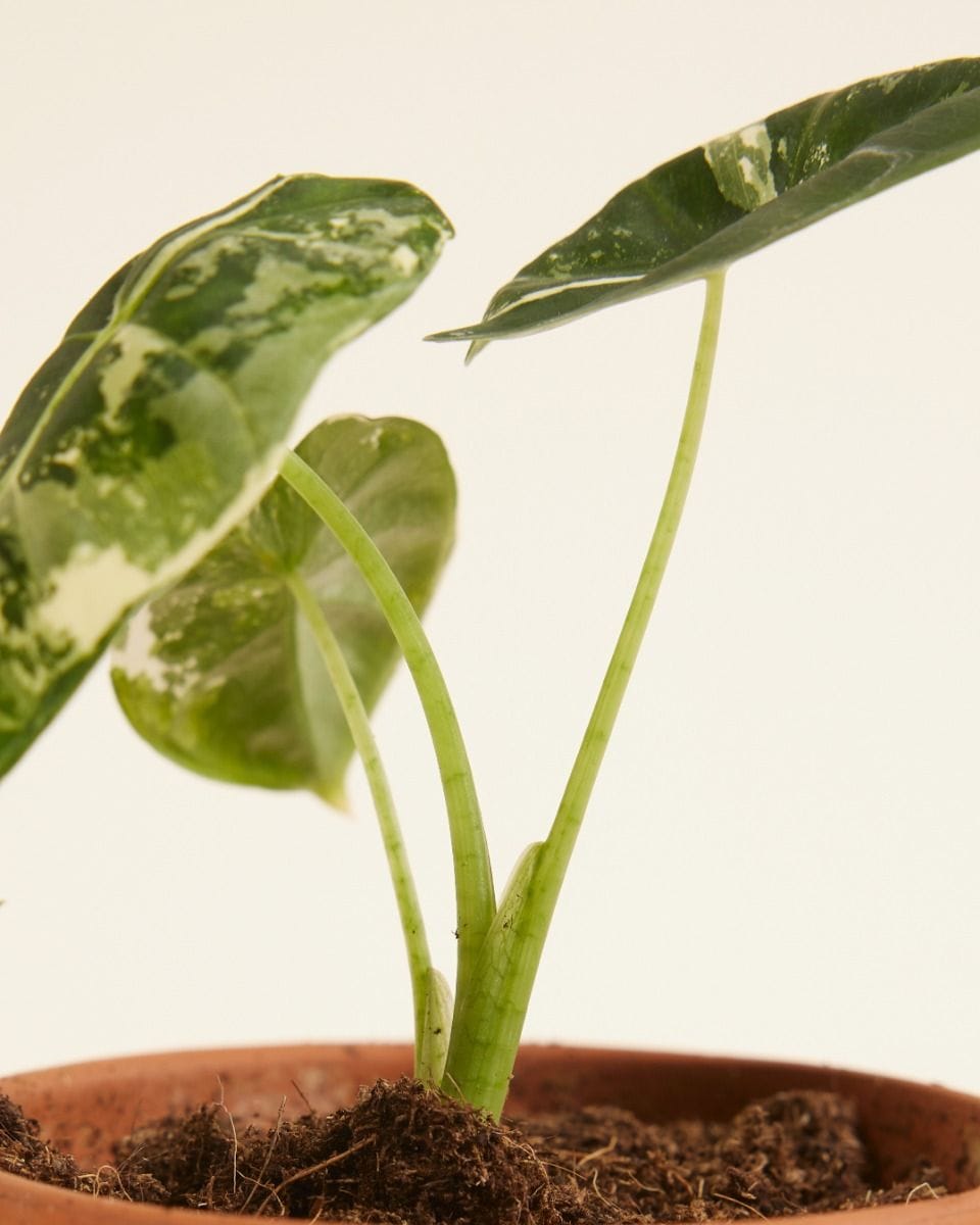 Baby Alocasia Elephant Ears Frydek Variegata