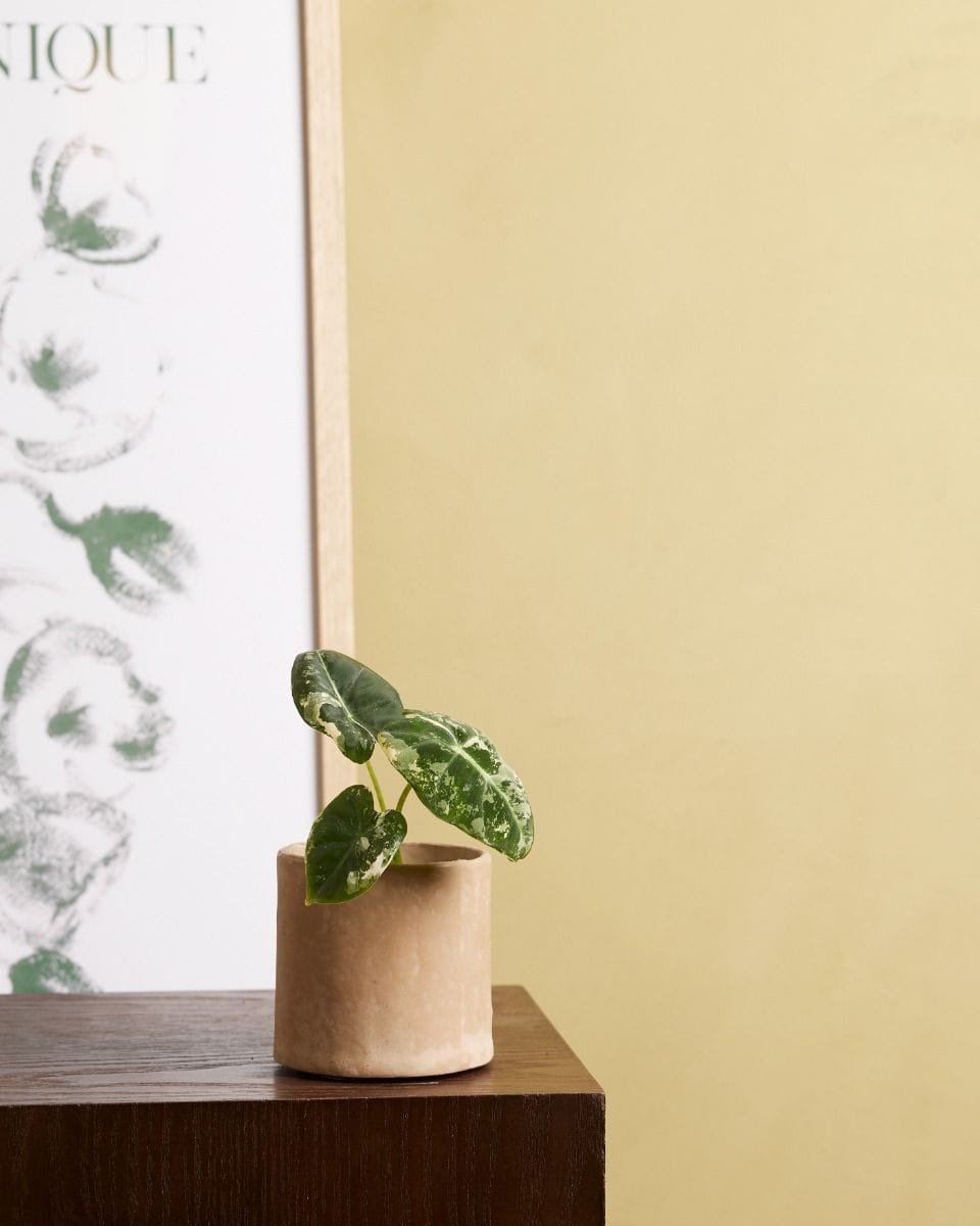 Baby Alocasia Elephant Ears Frydek Variegata