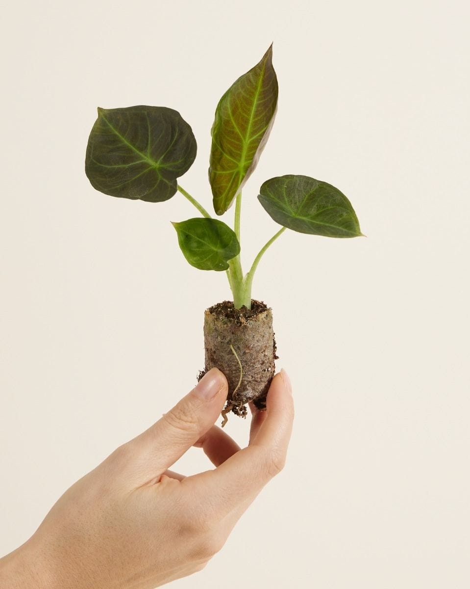 Baby Alocasia Elephant Ears Regal Shield