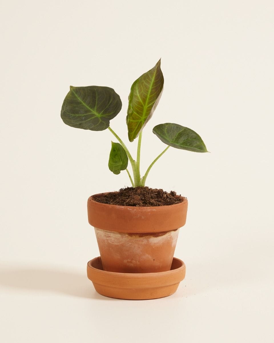 Baby Alocasia Elephant Ears Regal Shield