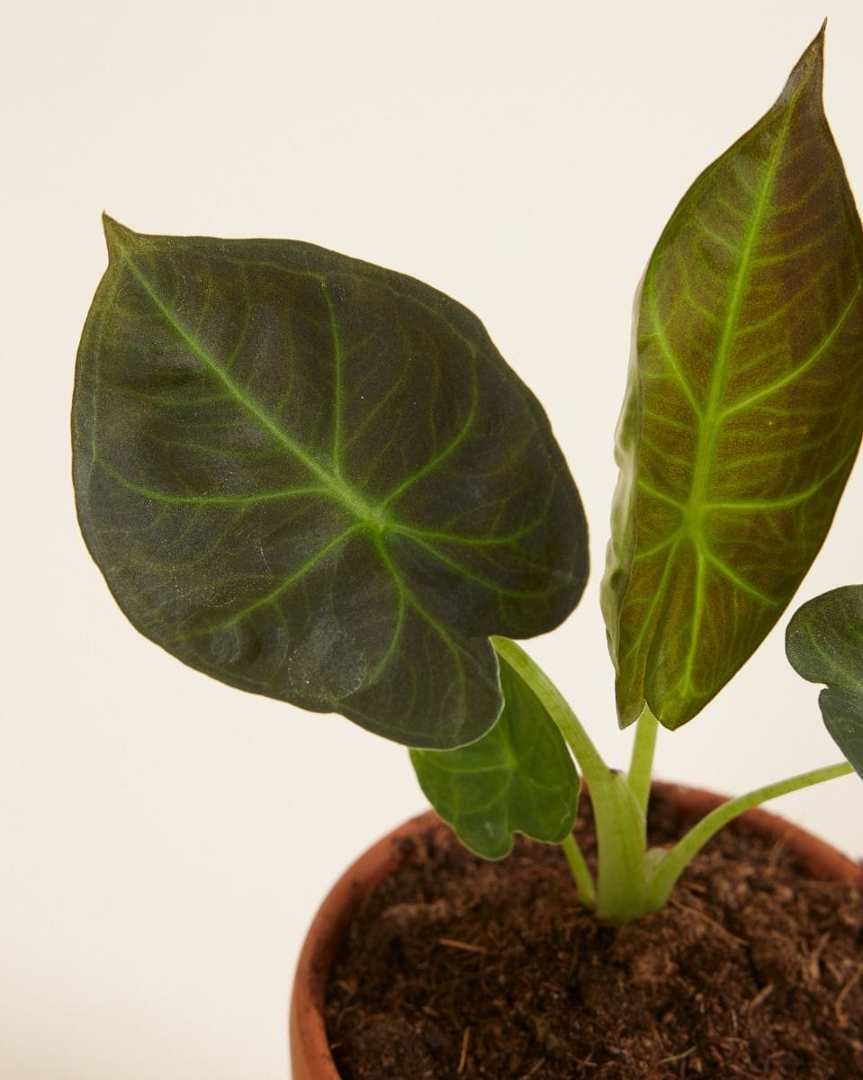 Baby Alocasia Elephant Ears Regal Shield