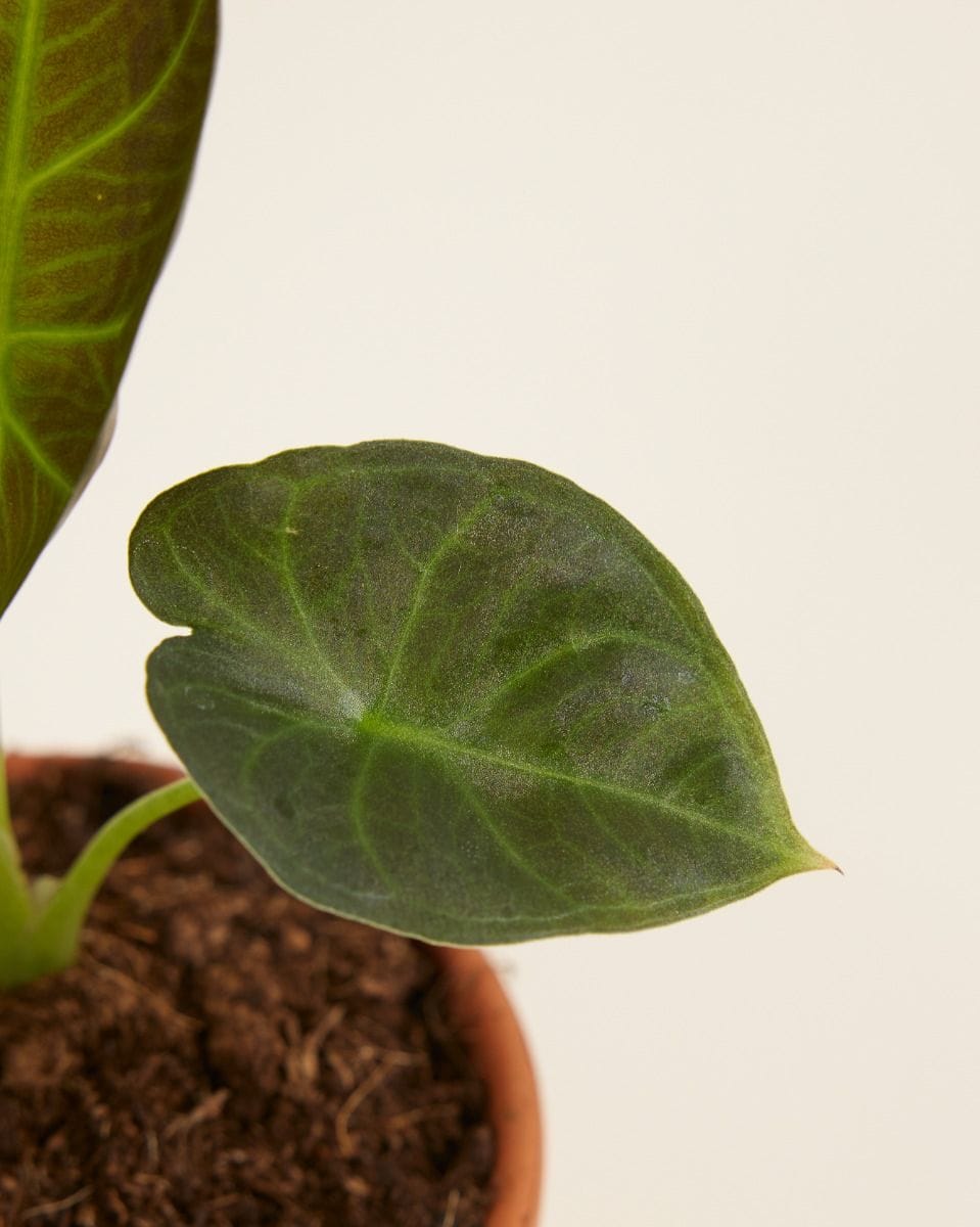 Baby Alocasia Elephant Ears Regal Shield