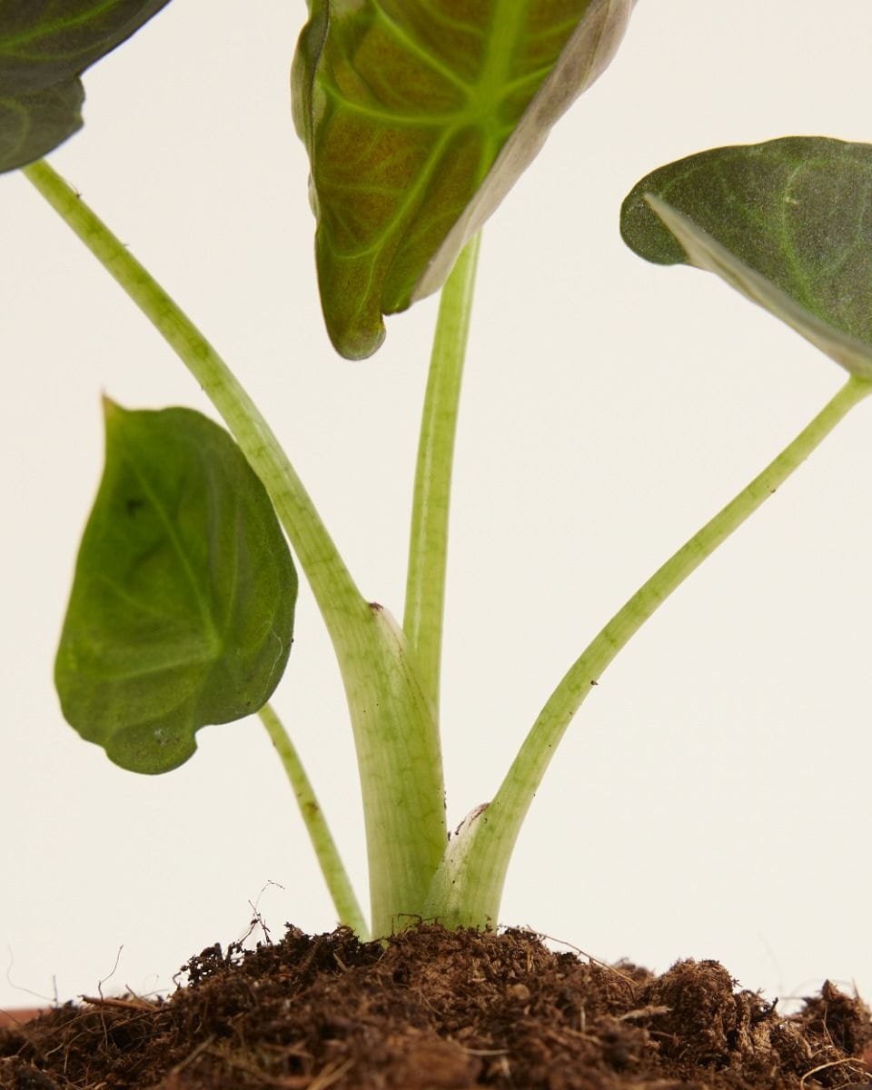 Baby Alocasia Elephant Ears Regal Shield