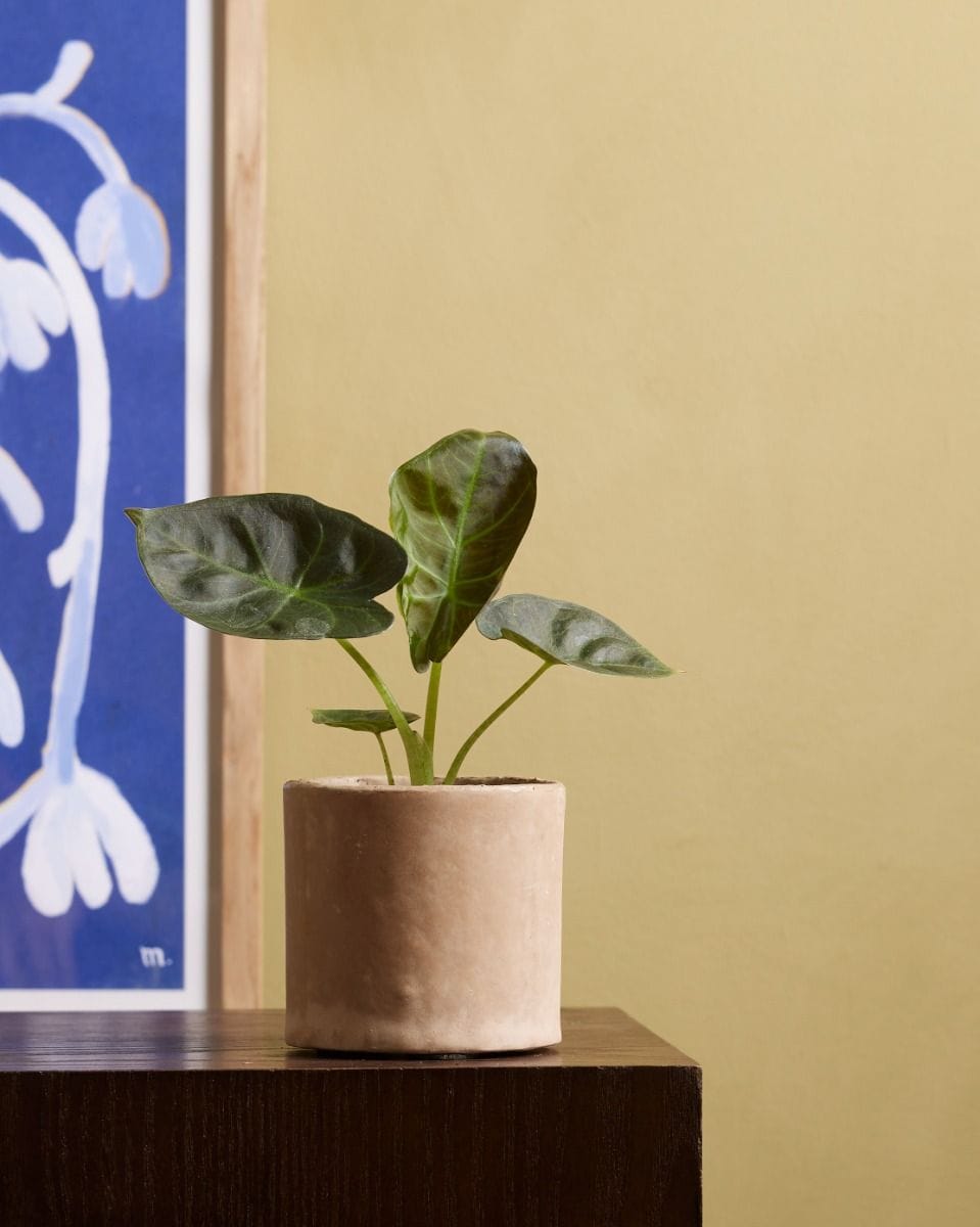 Baby Alocasia Elephant Ears Regal Shield