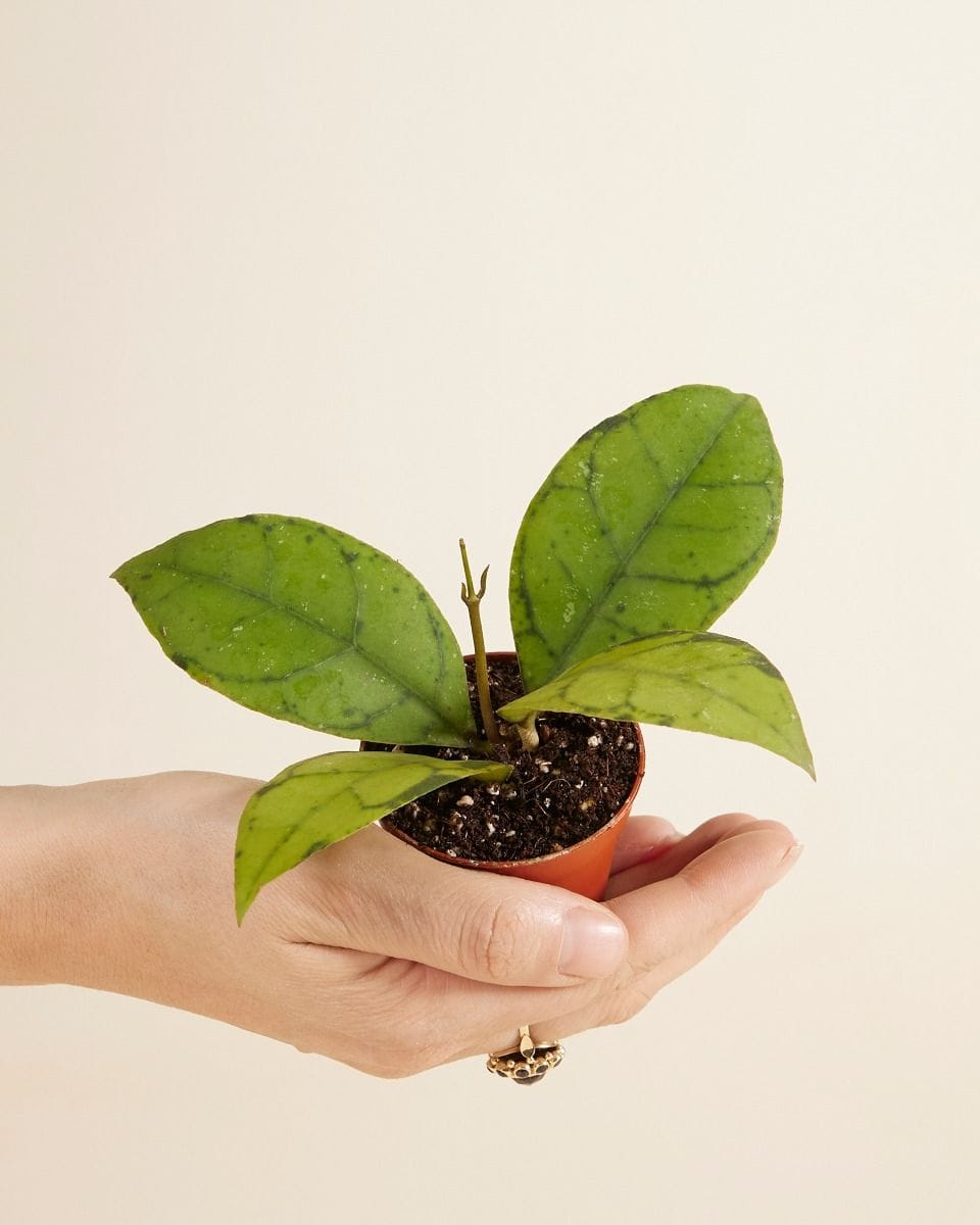 Baby Hoya Callistophylla