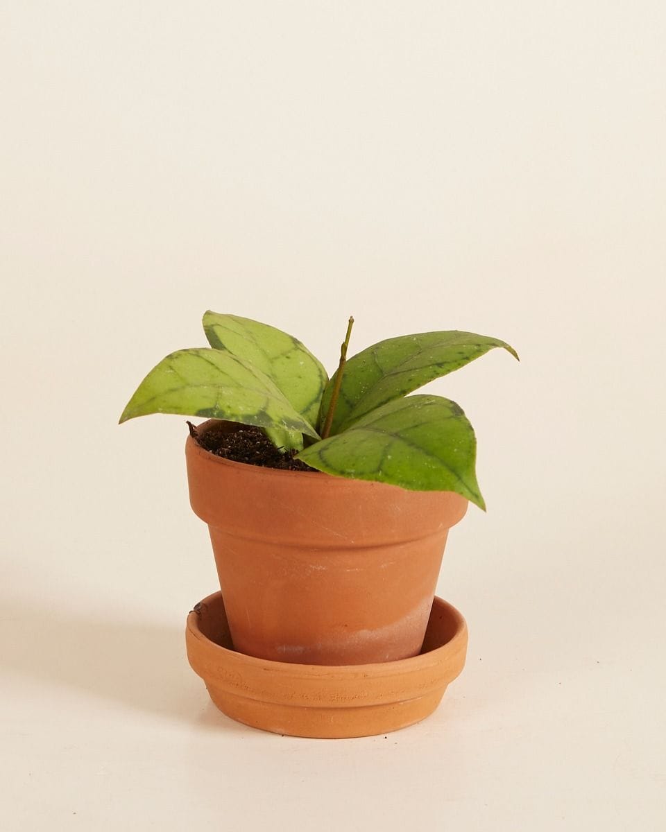 Baby Hoya Callistophylla