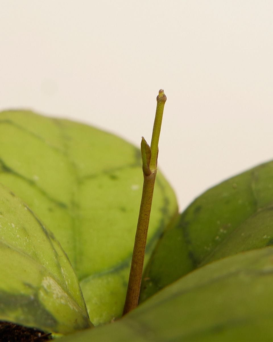 Baby Hoya Callistophylla