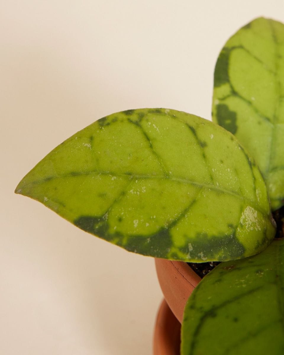 Baby Hoya Callistophylla