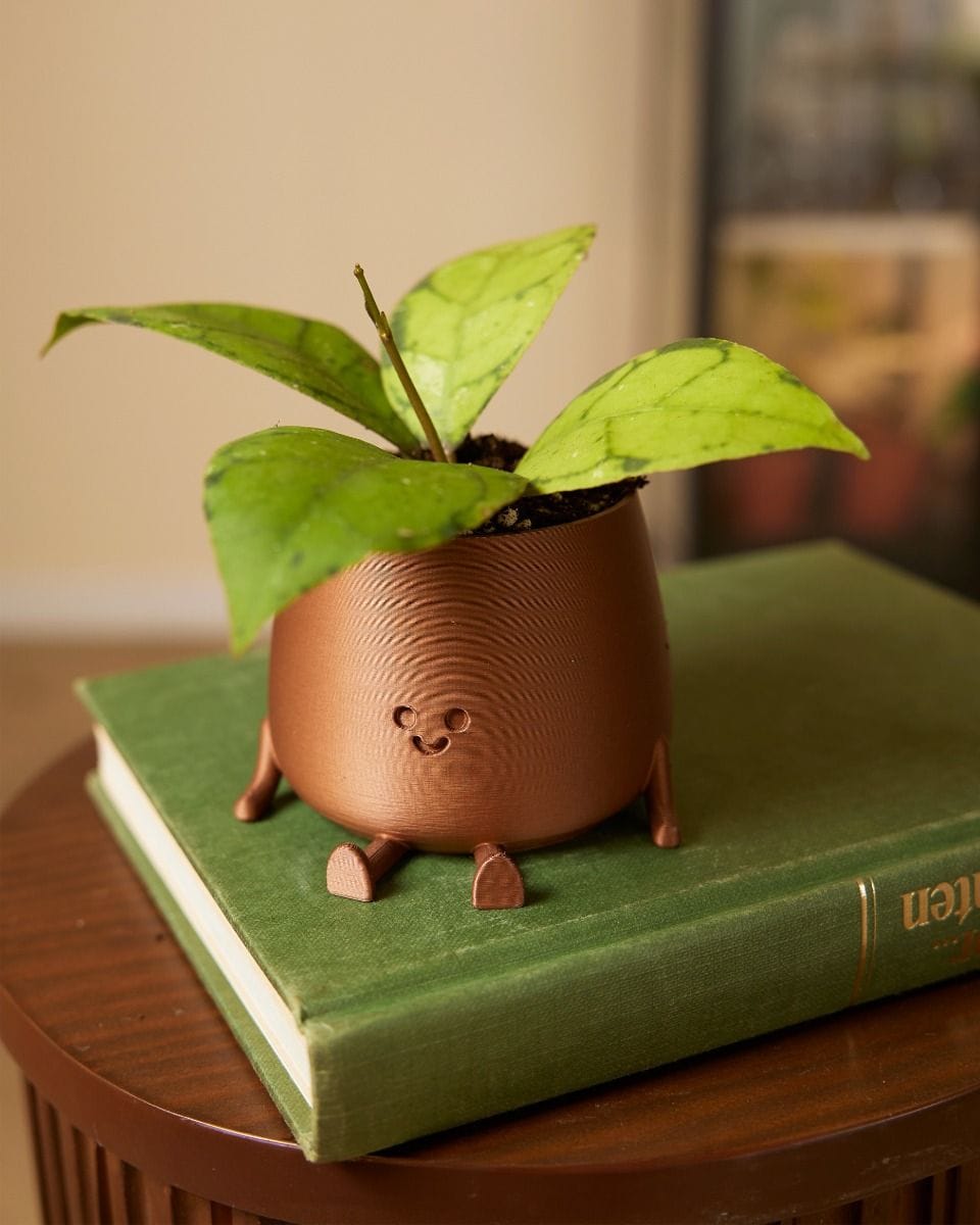 Baby Hoya Callistophylla