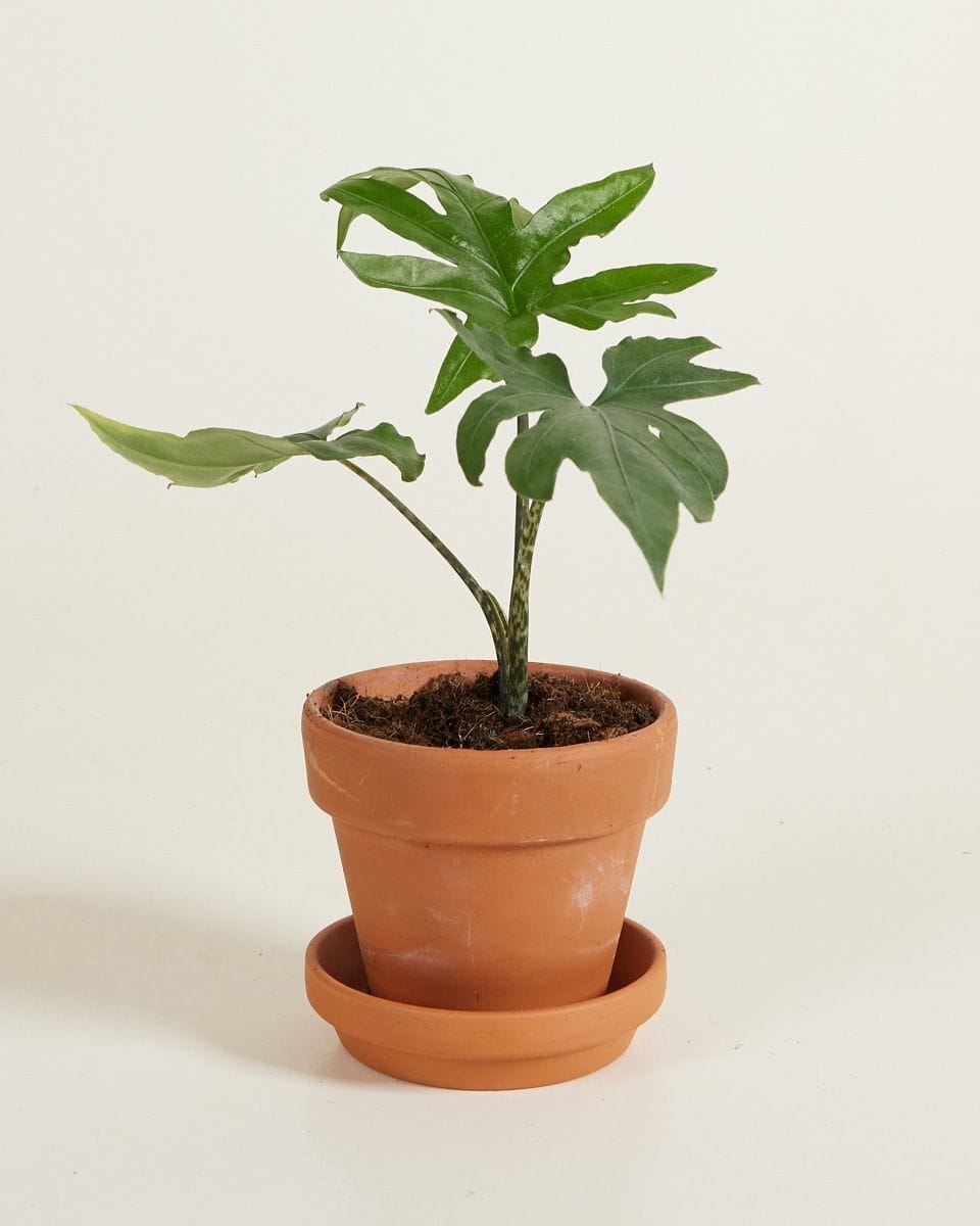 Baby Alocasia Elephant Ears Brancifolia Pink Passion