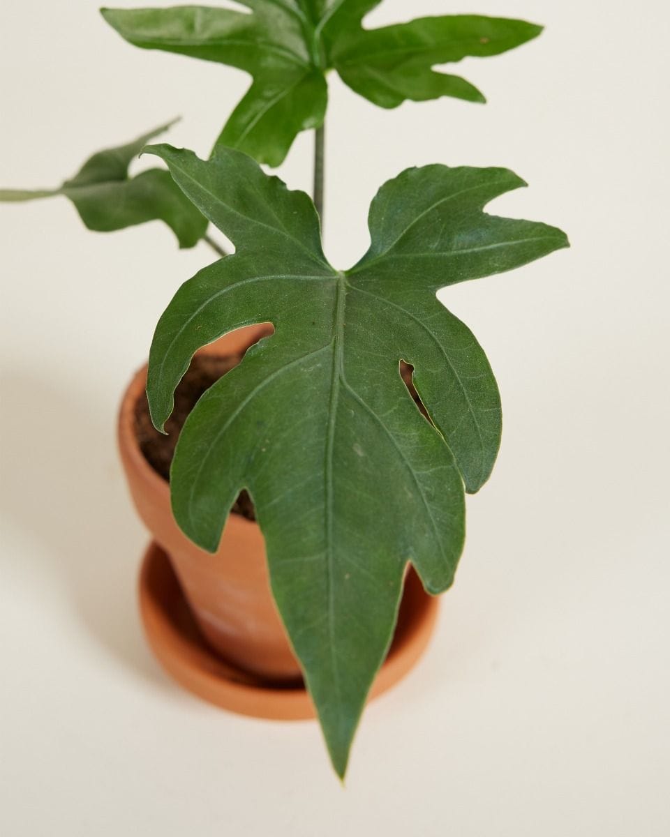 Baby Alocasia Elephant Ears Brancifolia Pink Passion