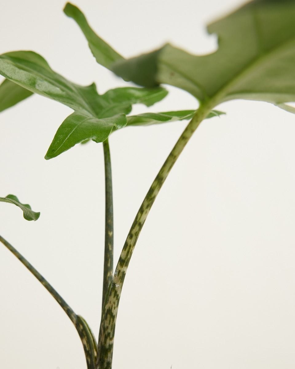 Baby Alocasia Elephant Ears Brancifolia Pink Passion