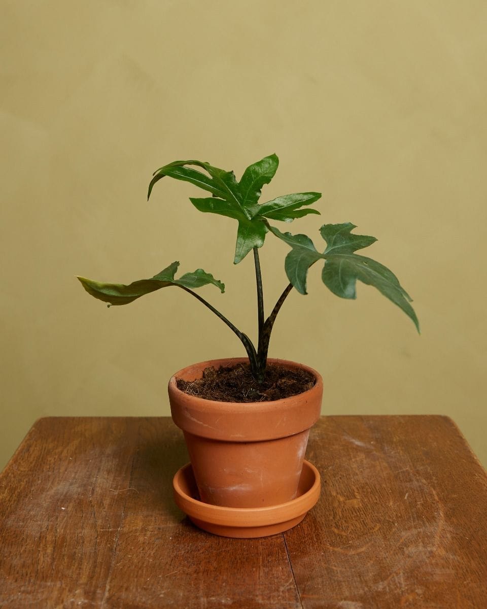 Baby Alocasia Elephant Ears Brancifolia Pink Passion
