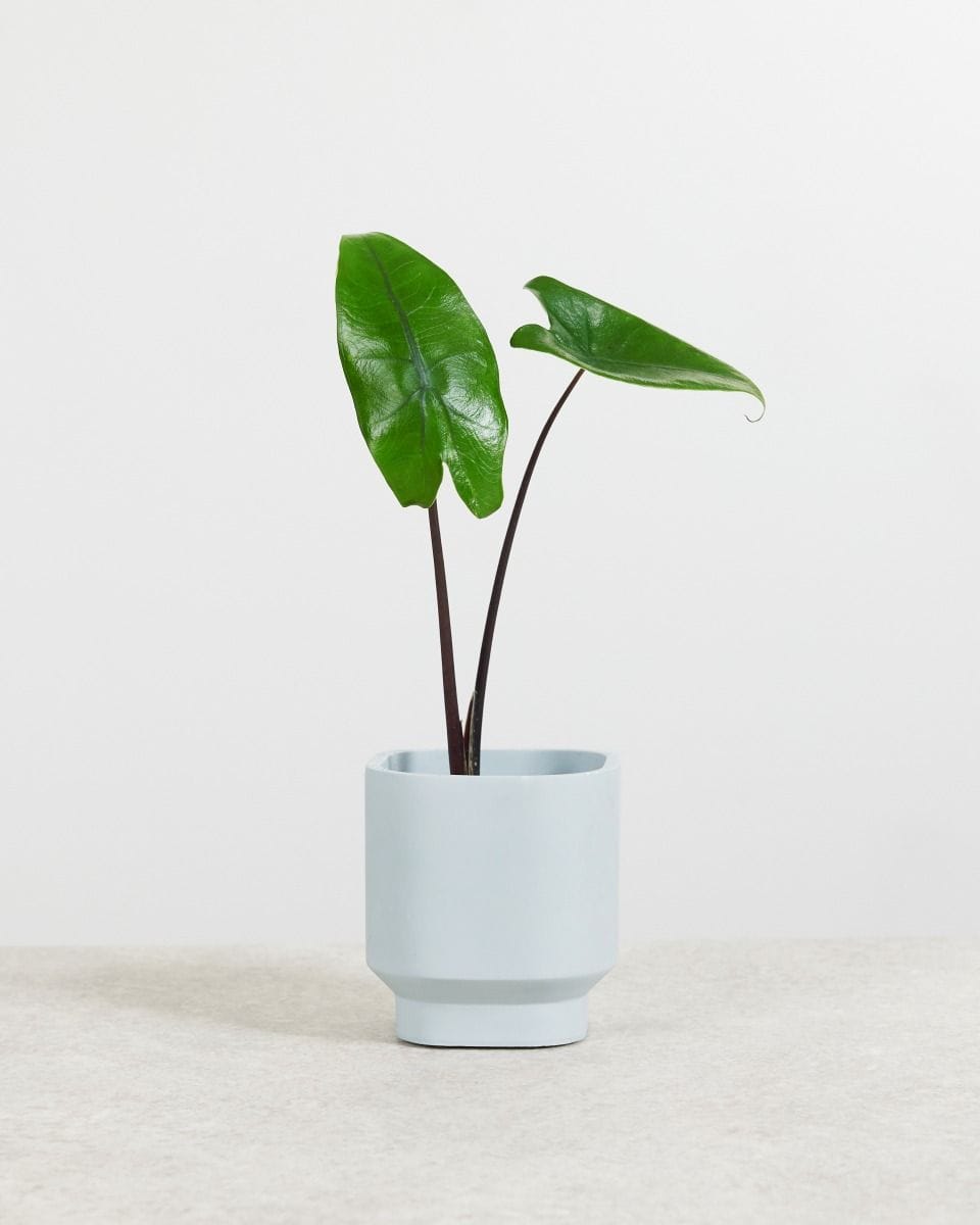 Baby Alocasia Elephant Ears Black Zebrina