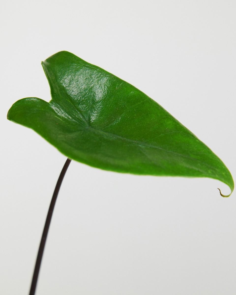 Baby Alocasia Elephant Ears Black Zebrina