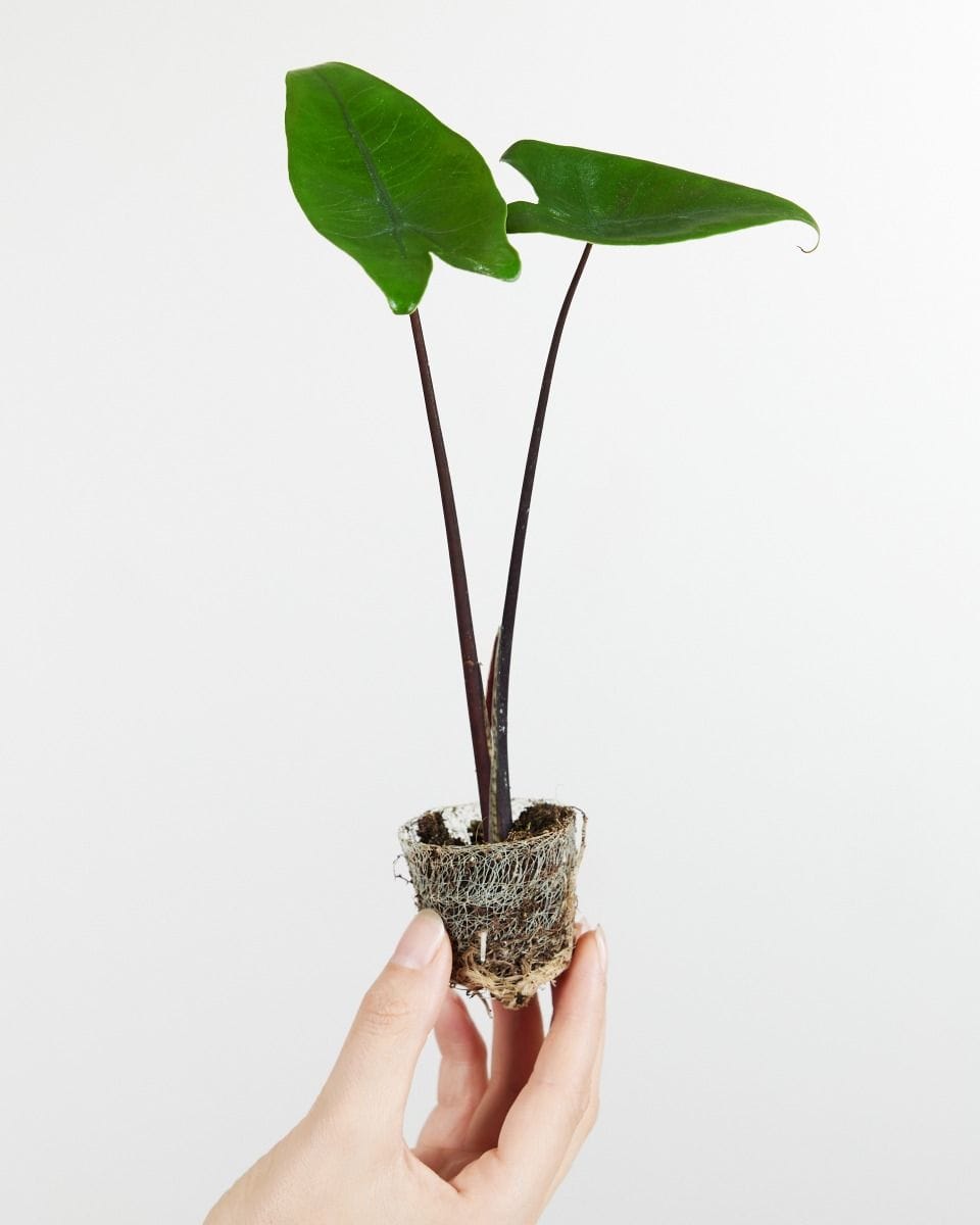 Baby Alocasia Elephant Ears Black Zebrina