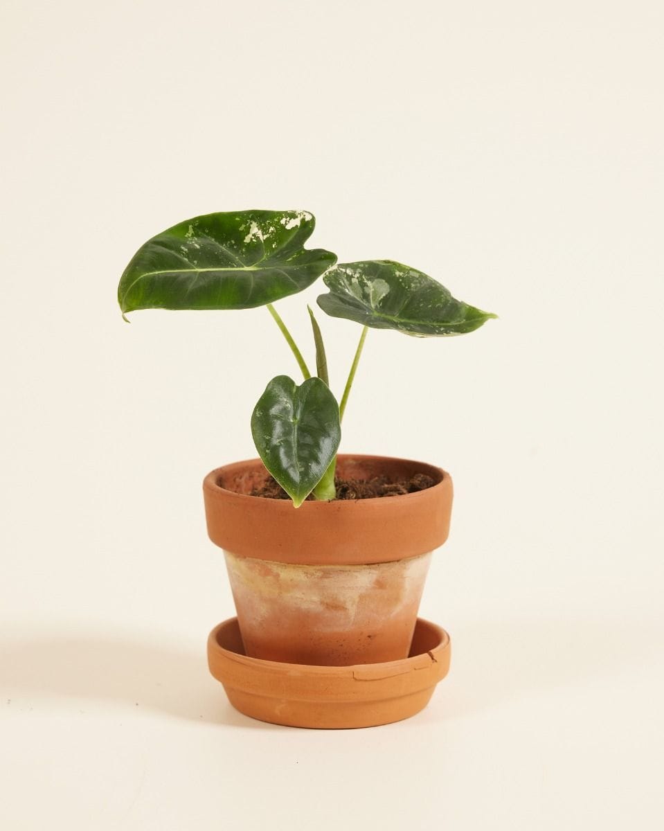 Baby Alocasia Elephant Ears Frydek Variegata (B-grade)