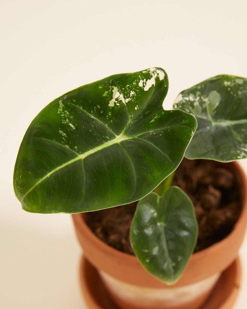 Baby Alocasia Elephant Ears Frydek Variegata (B-grade)