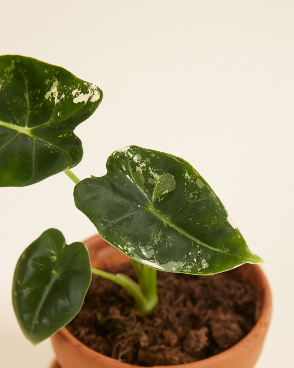 Baby Alocasia Elephant Ears Frydek Variegata (B-grade)