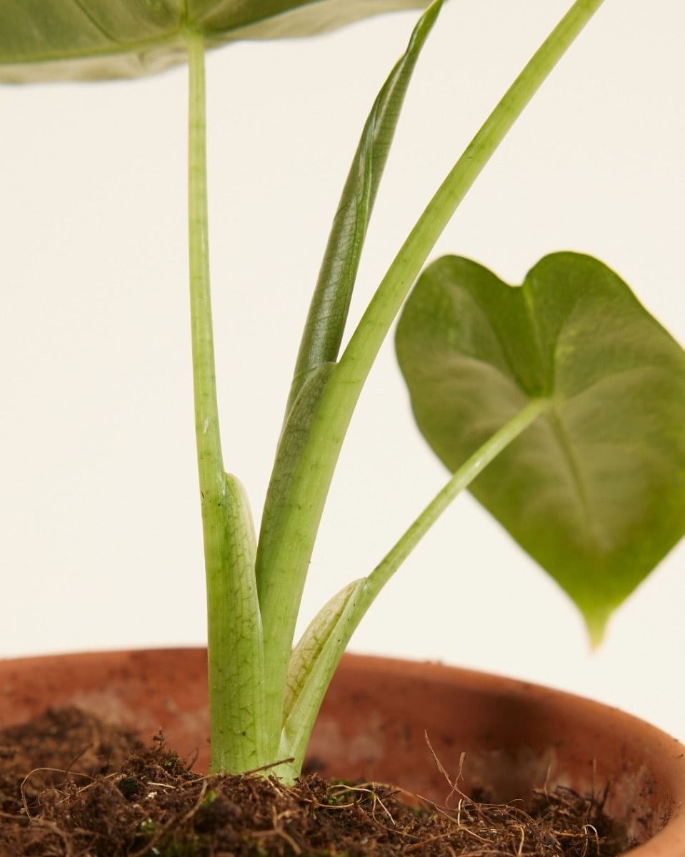 Baby Alocasia Elephant Ears Frydek Variegata (B-grade)