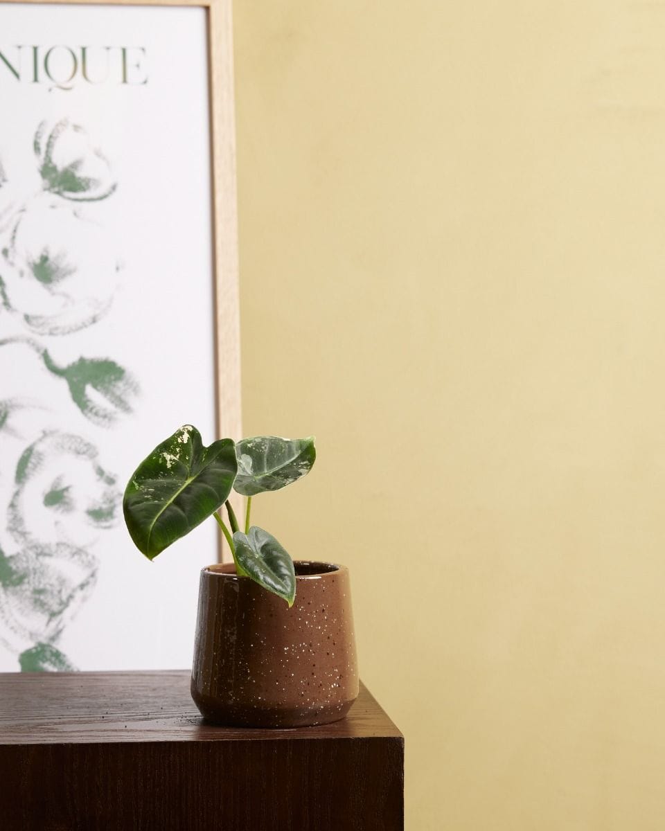 Baby Alocasia Elephant Ears Frydek Variegata (B-grade)
