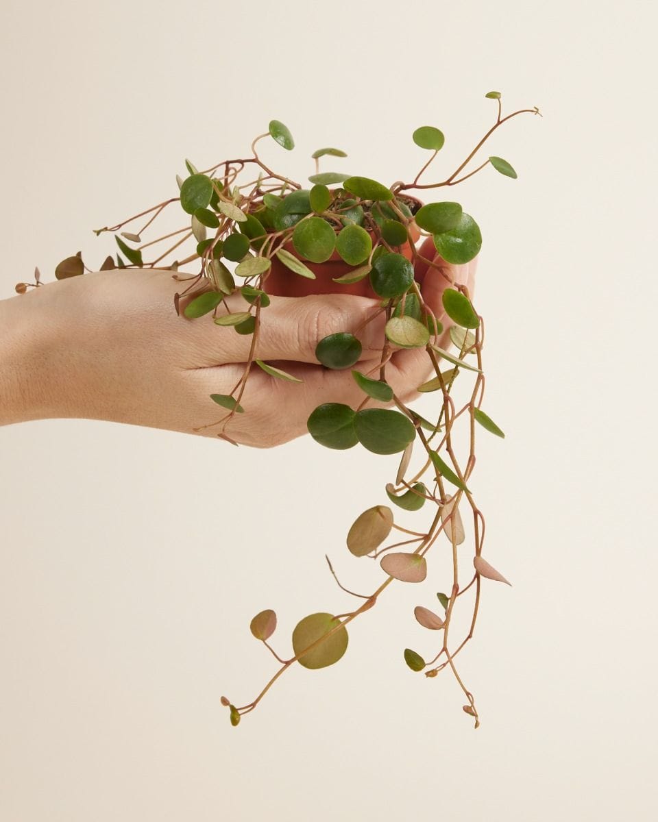 Baby Peperomia Green Coins Pepperspot