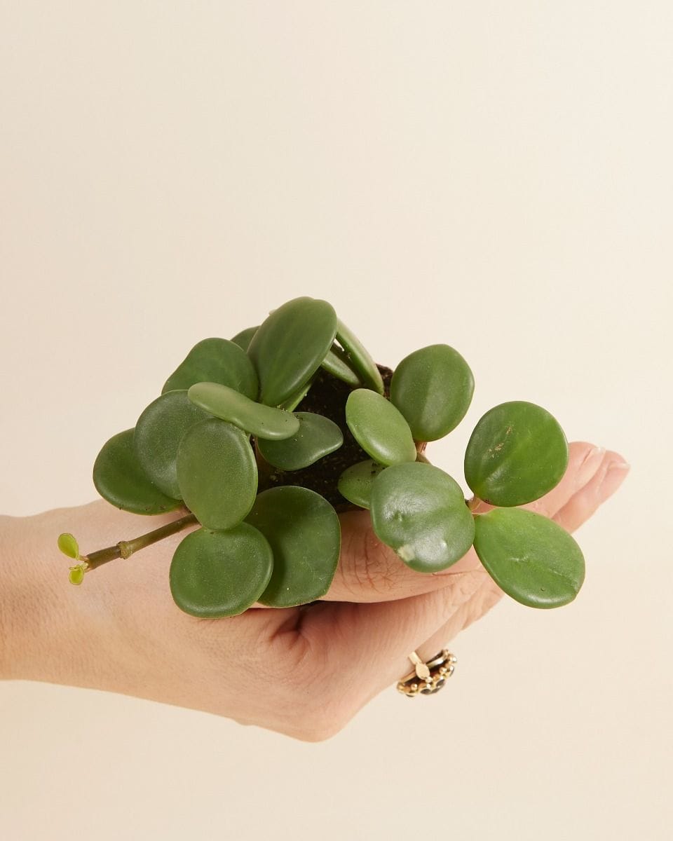Baby Peperomia Radiator plant Hope