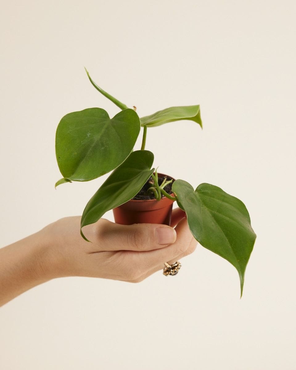 Baby Philodendron Scandens