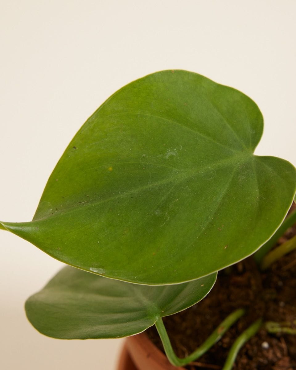 Baby Philodendron Scandens