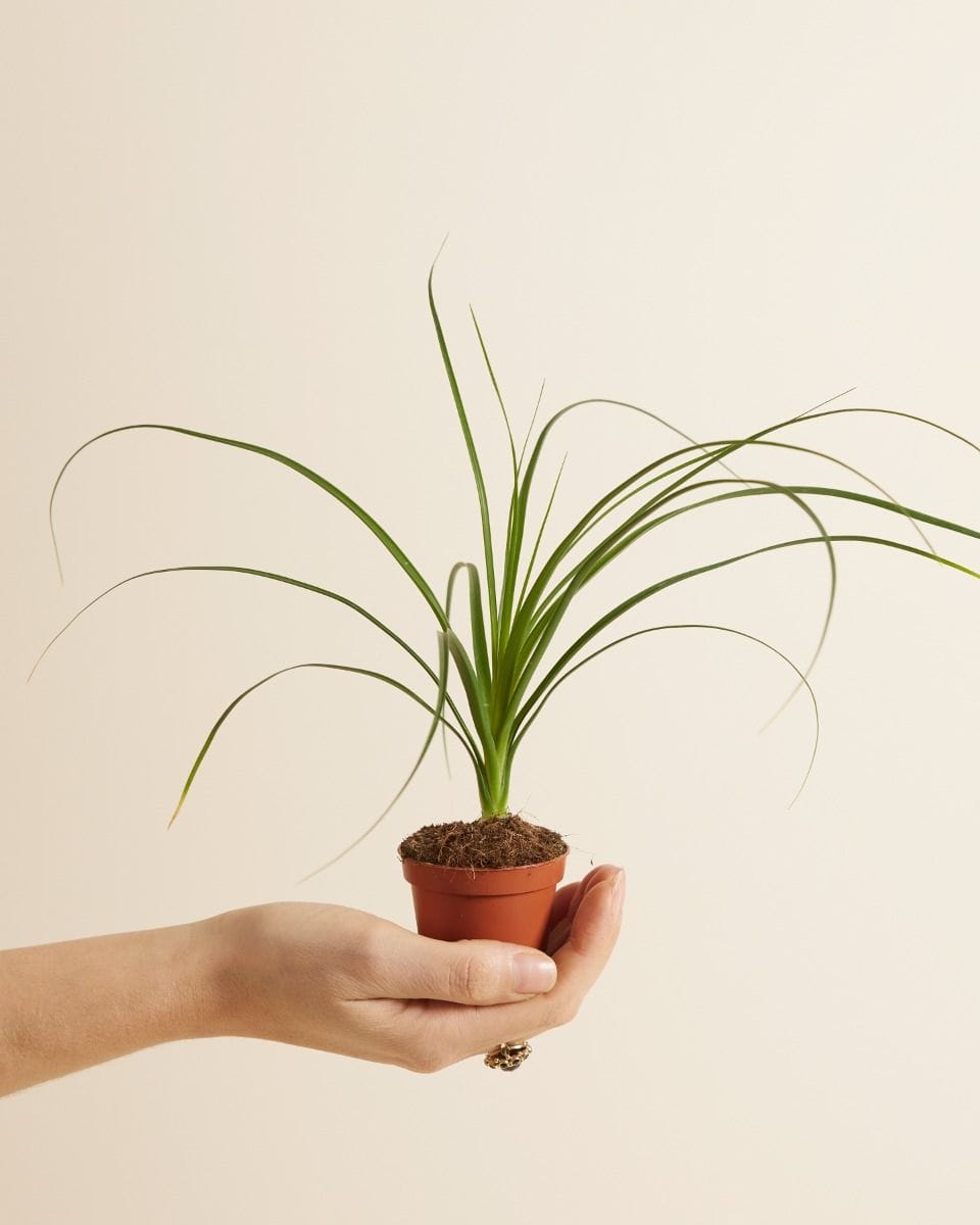 Baby Beaucarnea Ponytail palm Recurvata