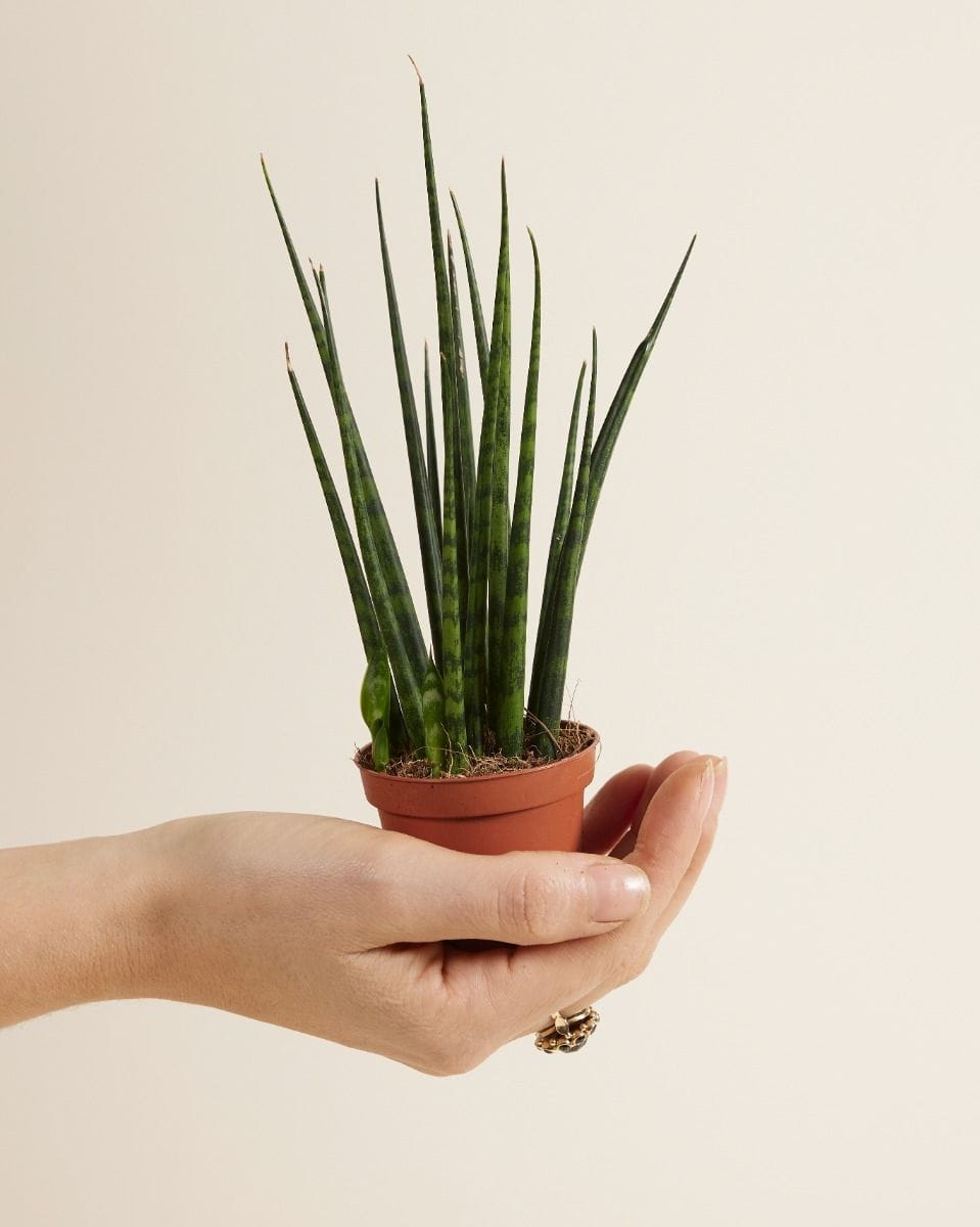 Baby Sansevieria Snake plant Fernwood Mikado
