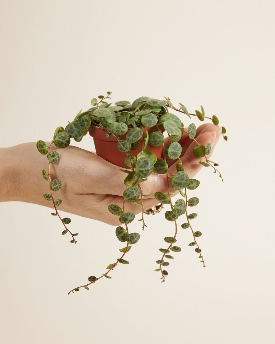 Baby Peperomia String of Turtles Prostrata