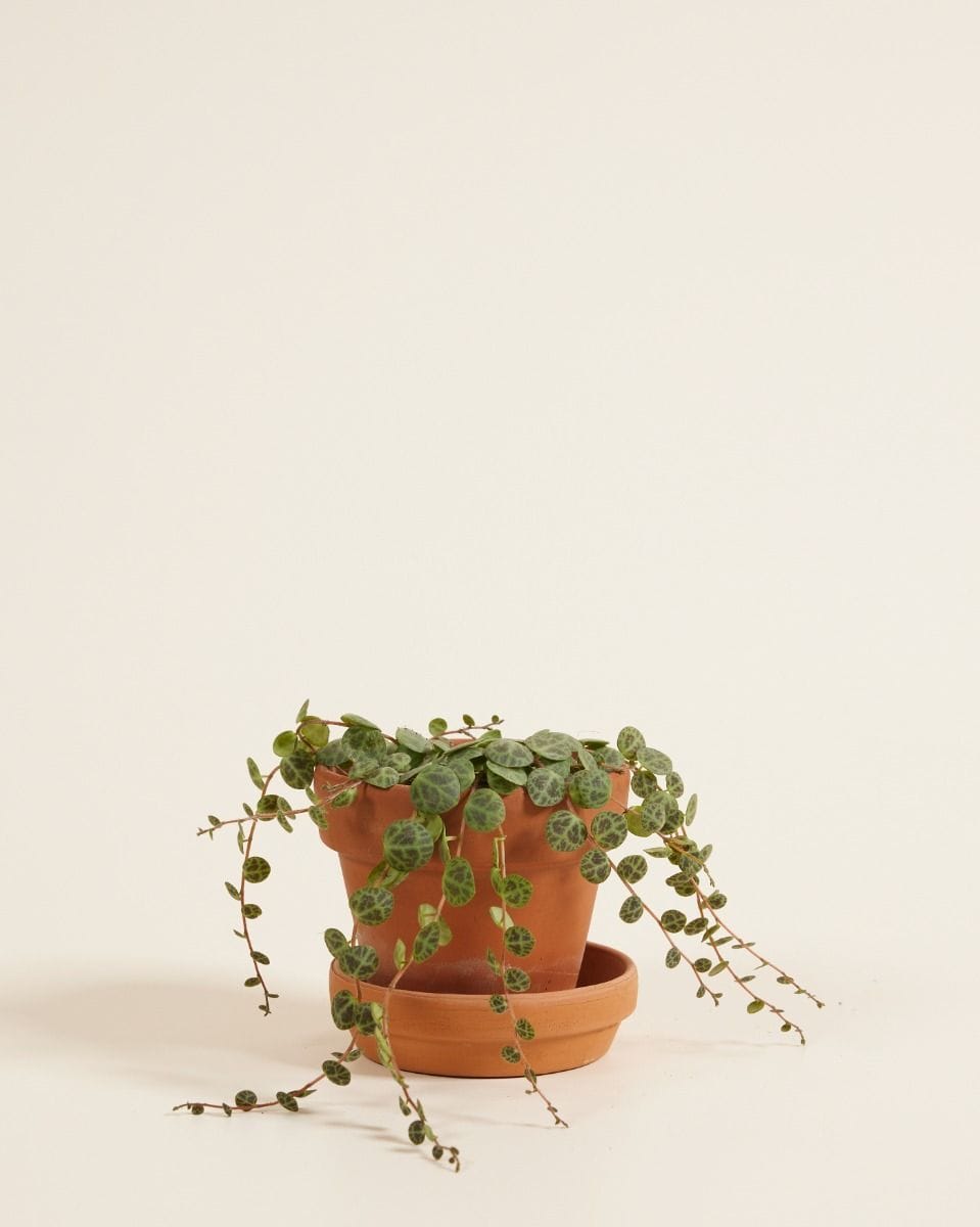 Baby Peperomia String of Turtles Prostrata