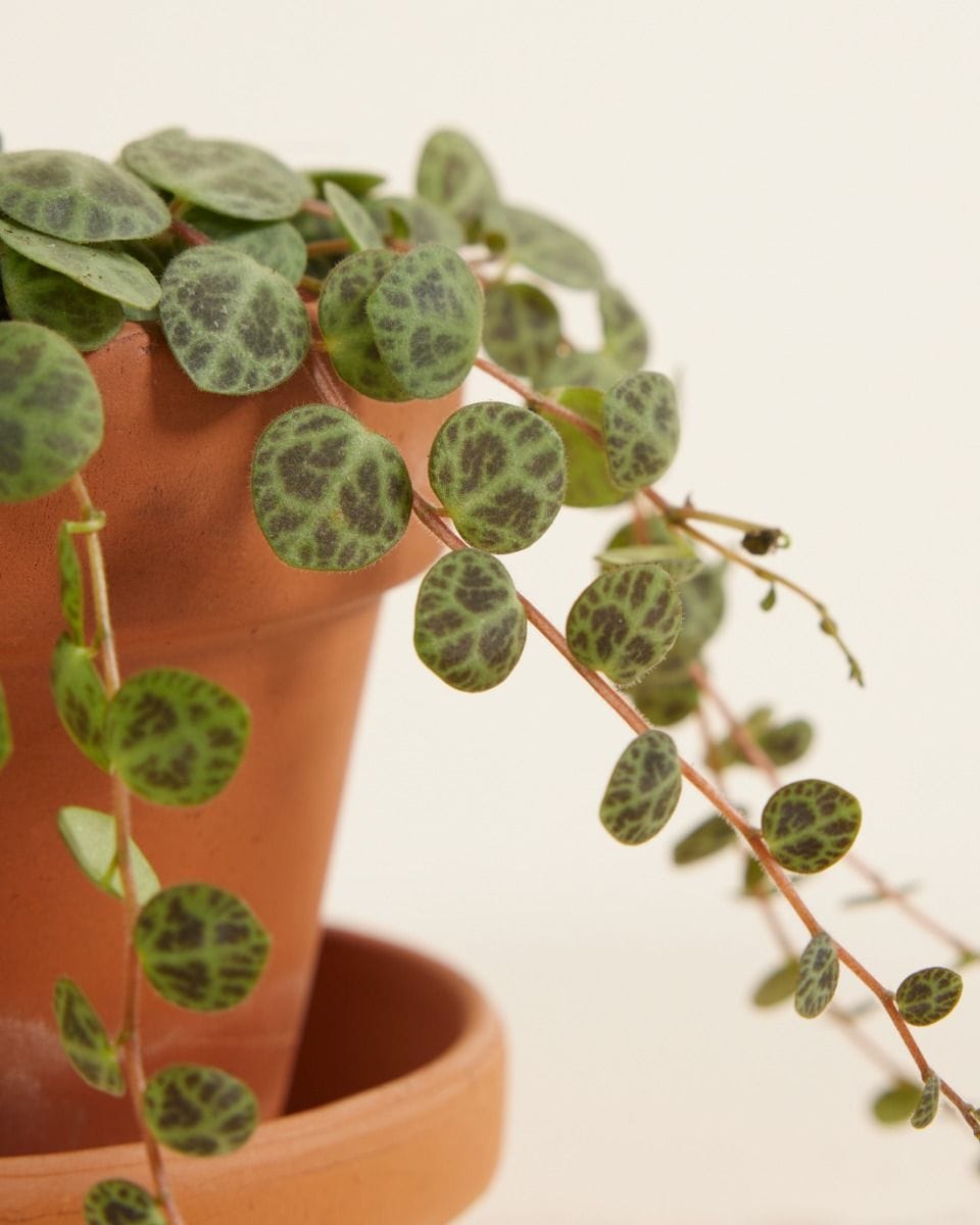 Baby Peperomia String of Turtles Prostrata