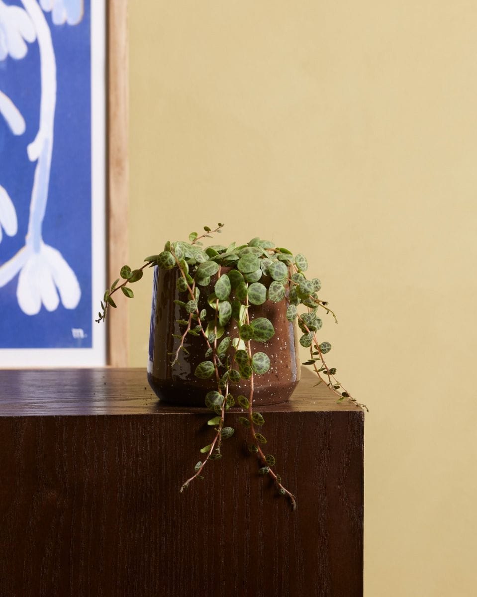 Baby Peperomia String of Turtles Prostrata