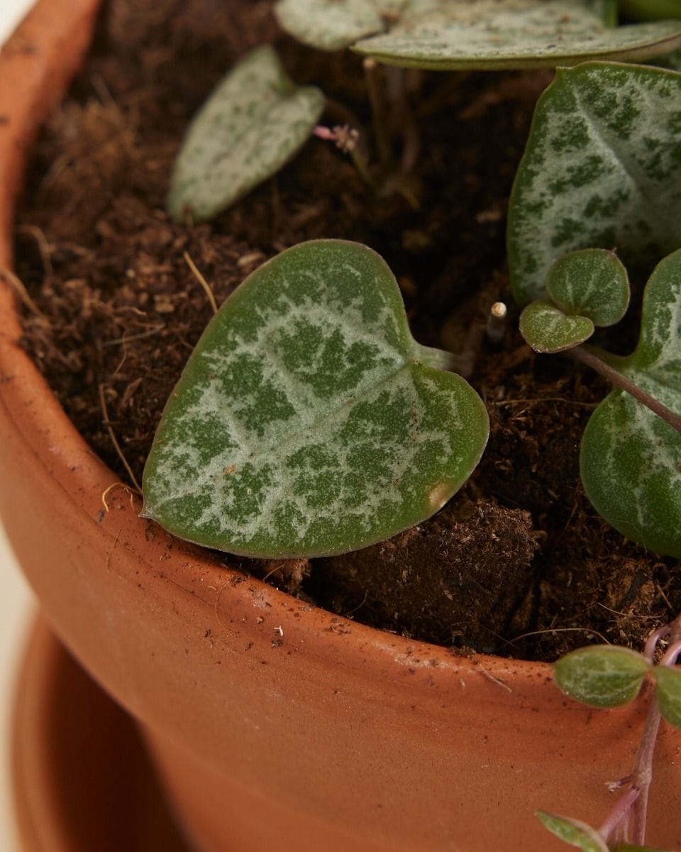 Baby Ceropegia Woodii Lantern Flower String of Hearts