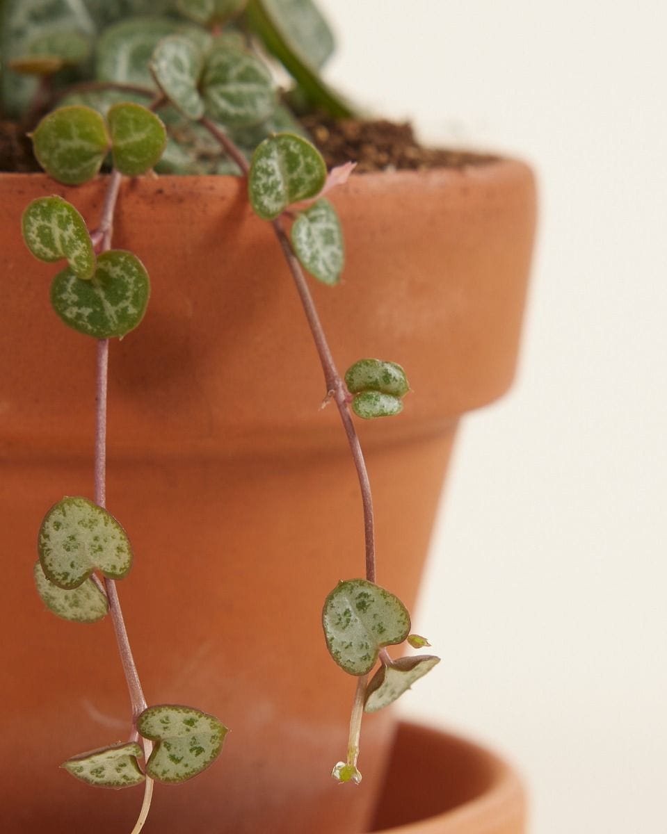 Baby Ceropegia Woodii Lantern Flower String of Hearts
