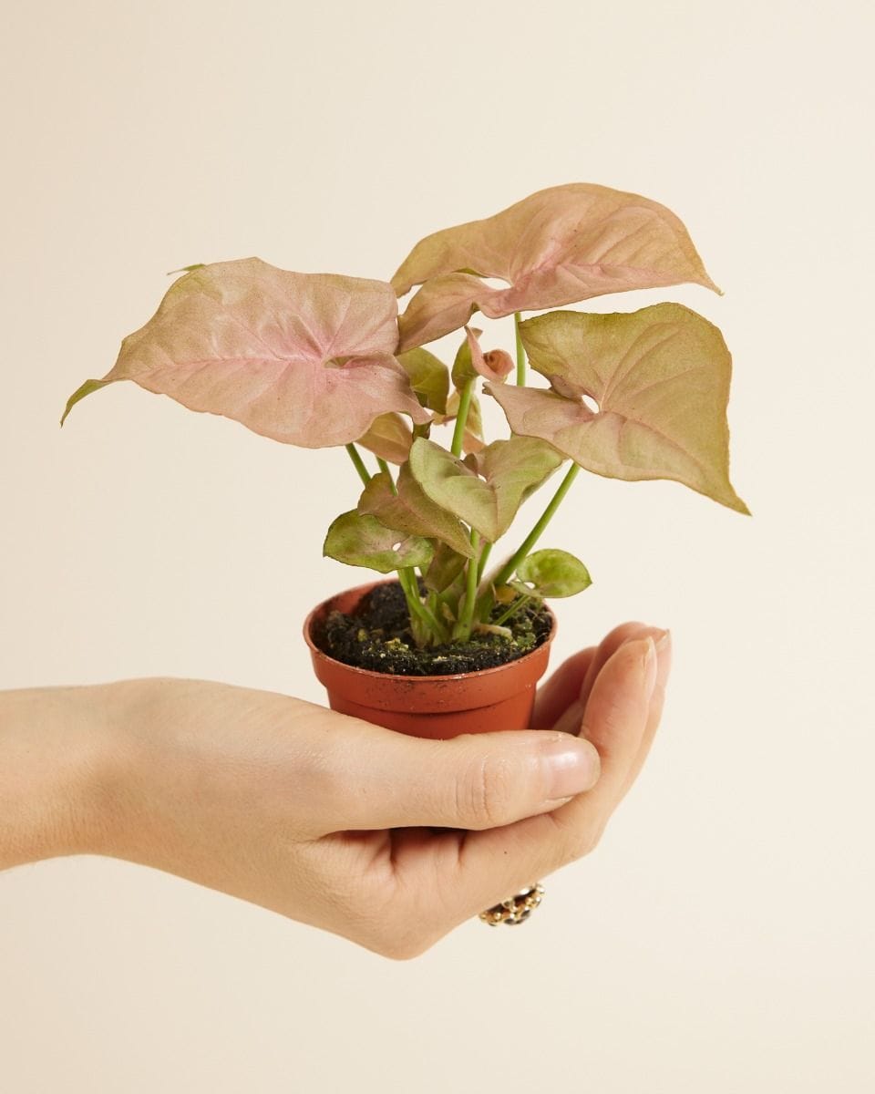 Baby Syngonium Neon