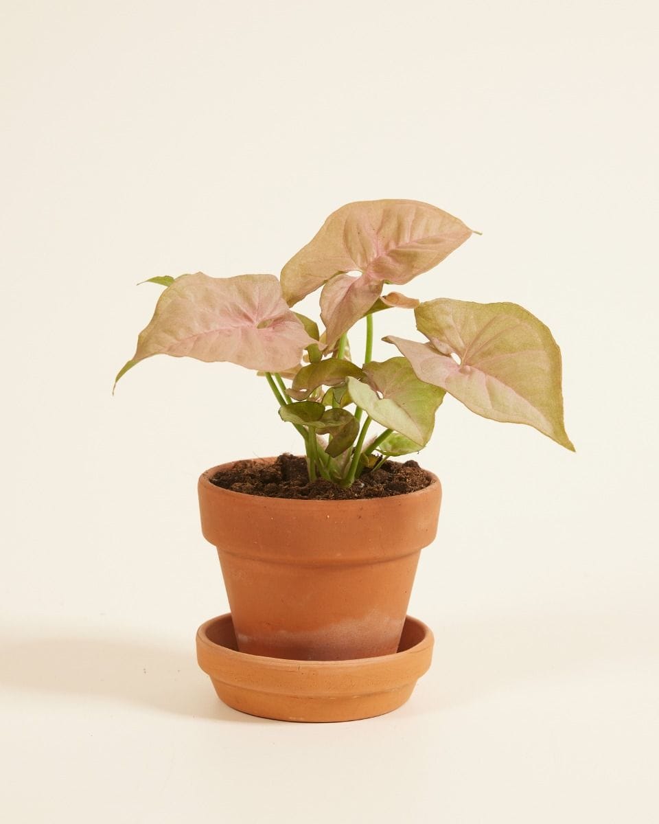 Baby Syngonium Neon