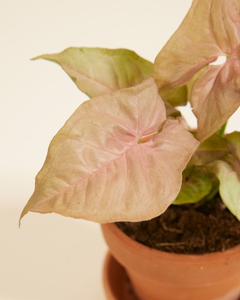 Baby Syngonium Neon