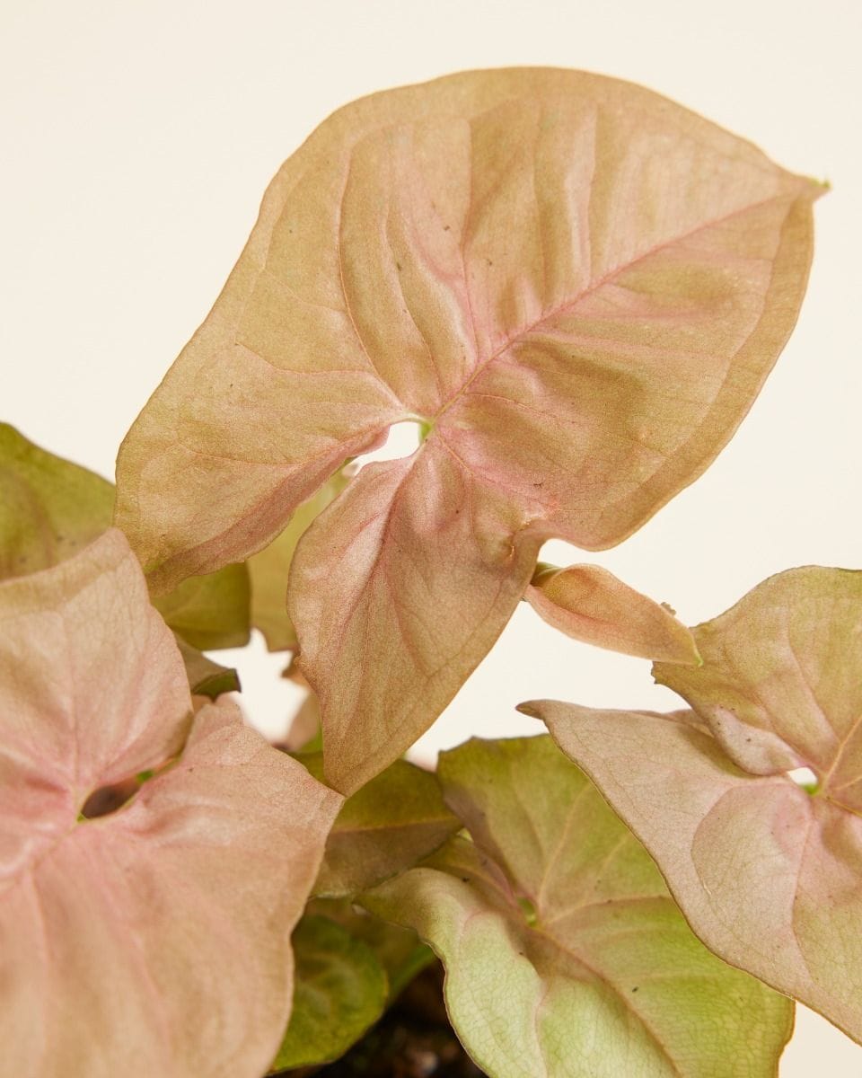 Baby Syngonium Neon