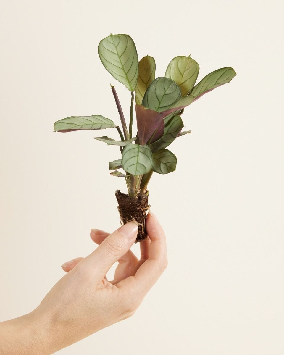 Baby Ctenanthe Amagris