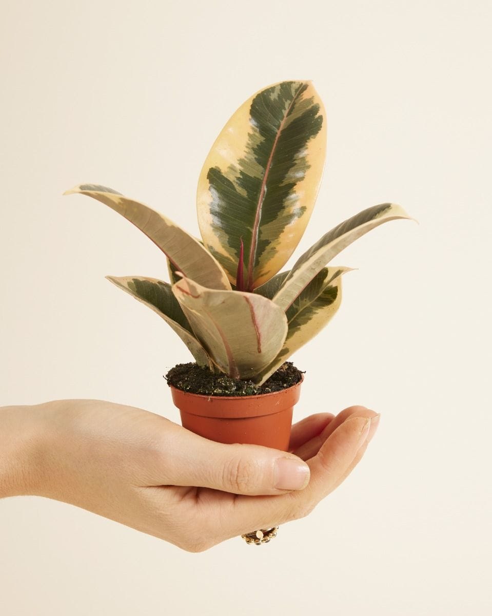 Baby Ficus Rubber tree plant Tineke
