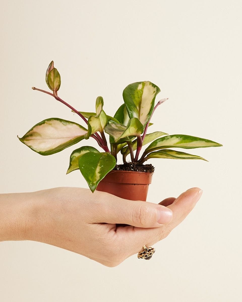 Baby Hoya Wax plant Carnosa Tricolor